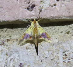 Tetracona pictalis