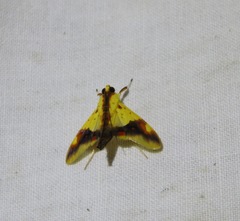Tetracona pictalis