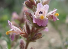 Penstemon concinnus