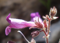 Penstemon rhizomatosus