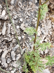 Perityle crassifolia robusta