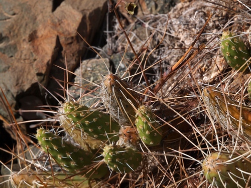 Maihueniopsis crassispina