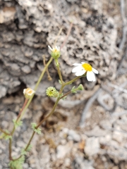 Perityle crassifolia robusta