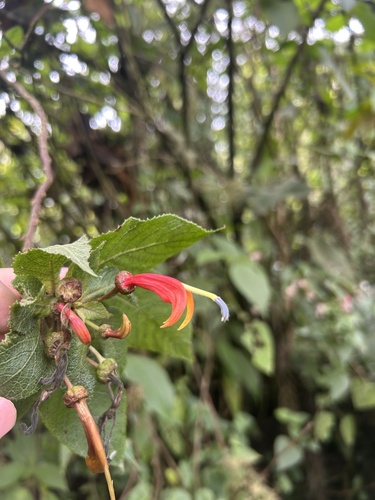 Centropogon grandidentatus, 2026-04-01