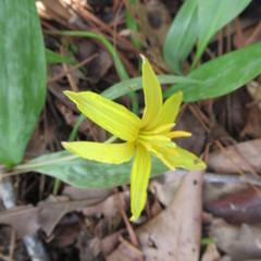 Erythronium rostratum