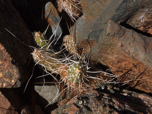 Maihueniopsis crassispina