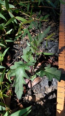 Arrhenechthites mixtus