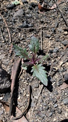 Arrhenechthites mixtus