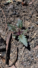 Arrhenechthites mixtus