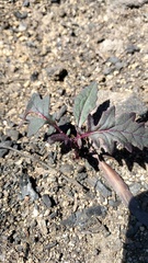 Arrhenechthites mixtus