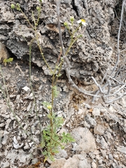Perityle crassifolia robusta