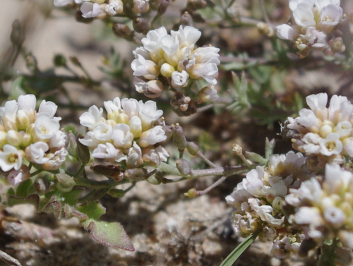 Washoe combleaf (Polyctenium williamsiae)