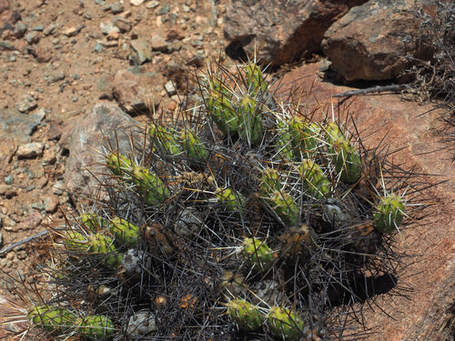 Maihueniopsis crassispina