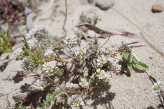 Polyctenium williamsiae