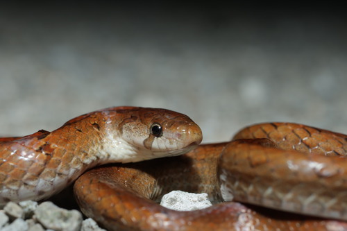 Taiwan Kukri Snake
