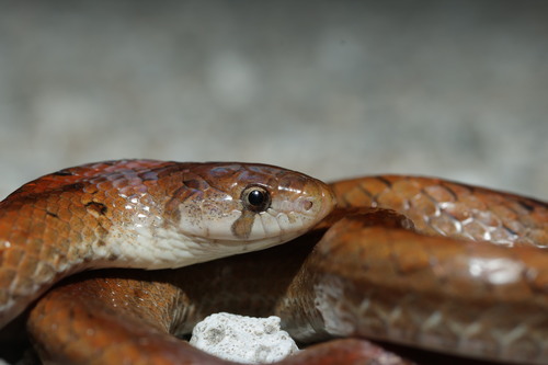 Taiwan Kukri Snake