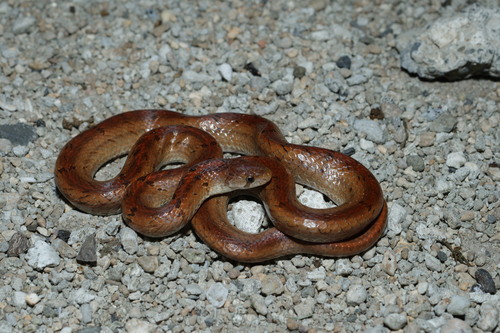 Taiwan Kukri Snake