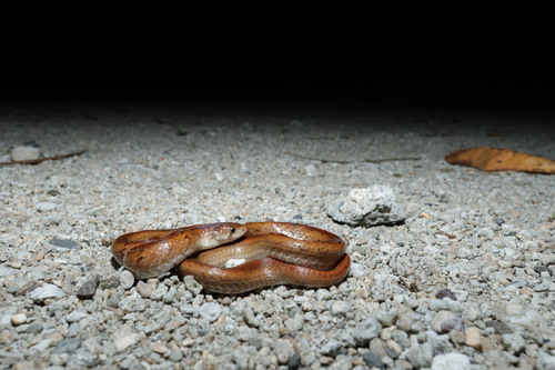 Taiwan Kukri Snake