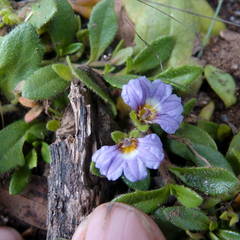 Scaevola hookeri
