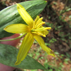 Erythronium rostratum