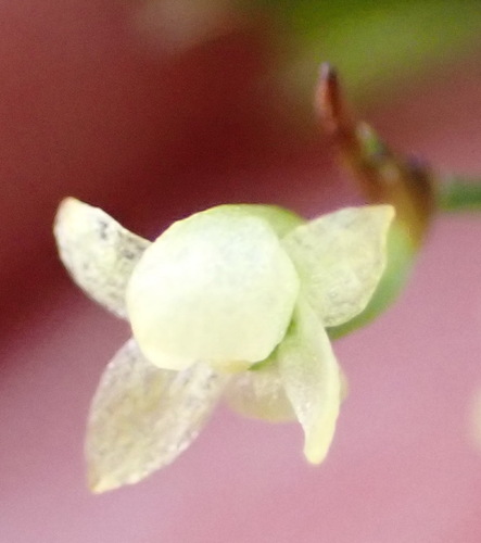 White Dwarf Shell Orchid (Angraecum pusillum)