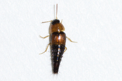 Tachyporus dispar