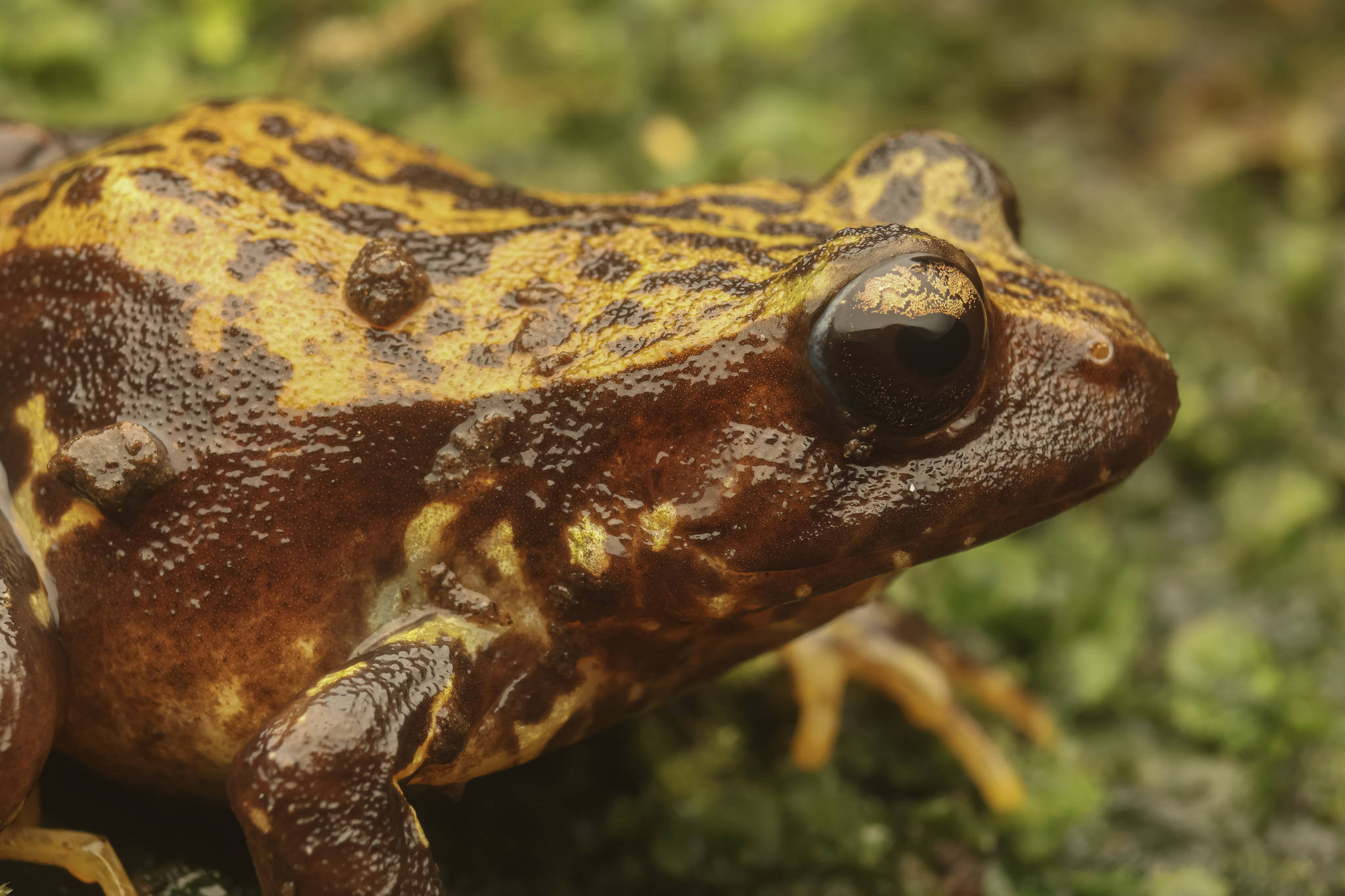 Eupsophus contulmoensis Ortiz, Ibarra-Vidal & Formas, 1989