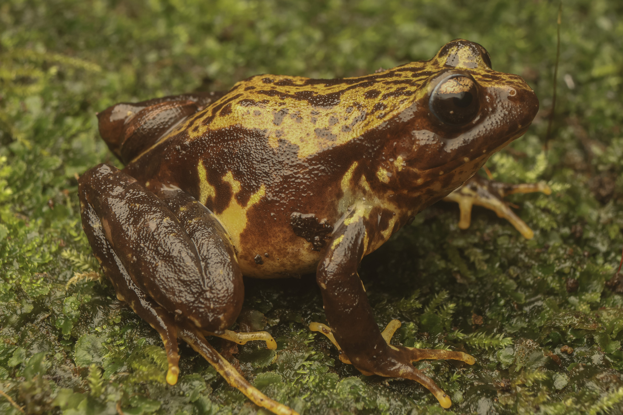 Eupsophus contulmoensis Ortiz, Ibarra-Vidal & Formas, 1989