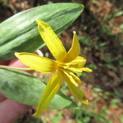 Erythronium rostratum