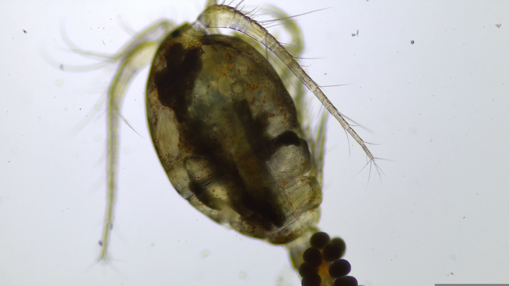 giant copepod
