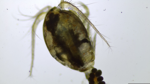 giant copepod