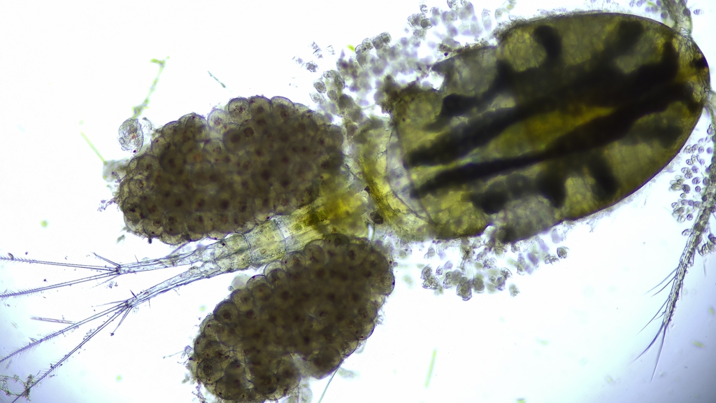 Cyclops insignis