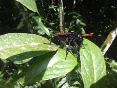 Protomydas rubidapex