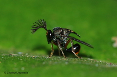 Schizaspidia convergens