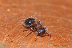 Meranoplus bicolor