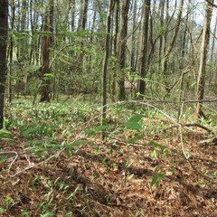 Erythronium rostratum