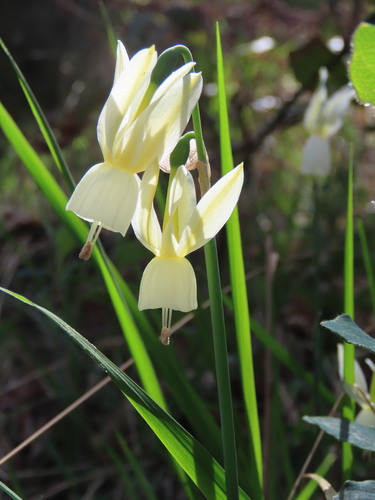 Narcissus triandrus (Narcissus triandrus)