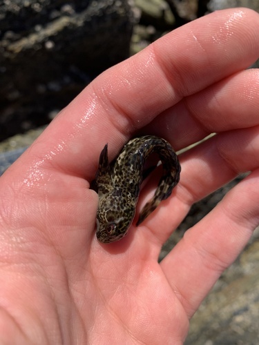 Lipophrys pholis