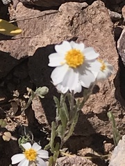 Eriophyllum lanosum