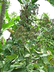 Critonia quadrangularis