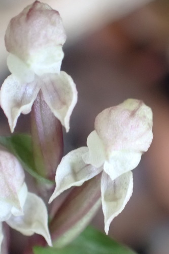 Mini Kappie (Disperis micrantha)