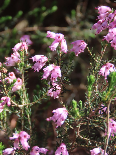 Spanish heath (Erica australis)