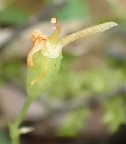 Forest Fly Orchid (Liparis remota)