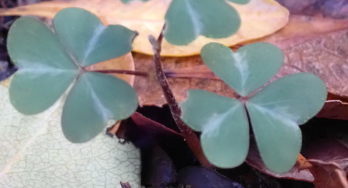 Crimson Woodsorrel (Oxalis incarnata)