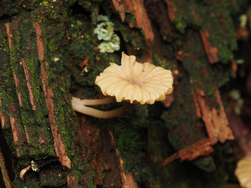 Lichenomphalia ericetorum · April 2026 · photo: © quillipede (iNaturalist, cc0)