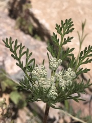 Daucus pusillus