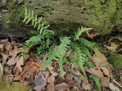 Blechnum zeelandicum