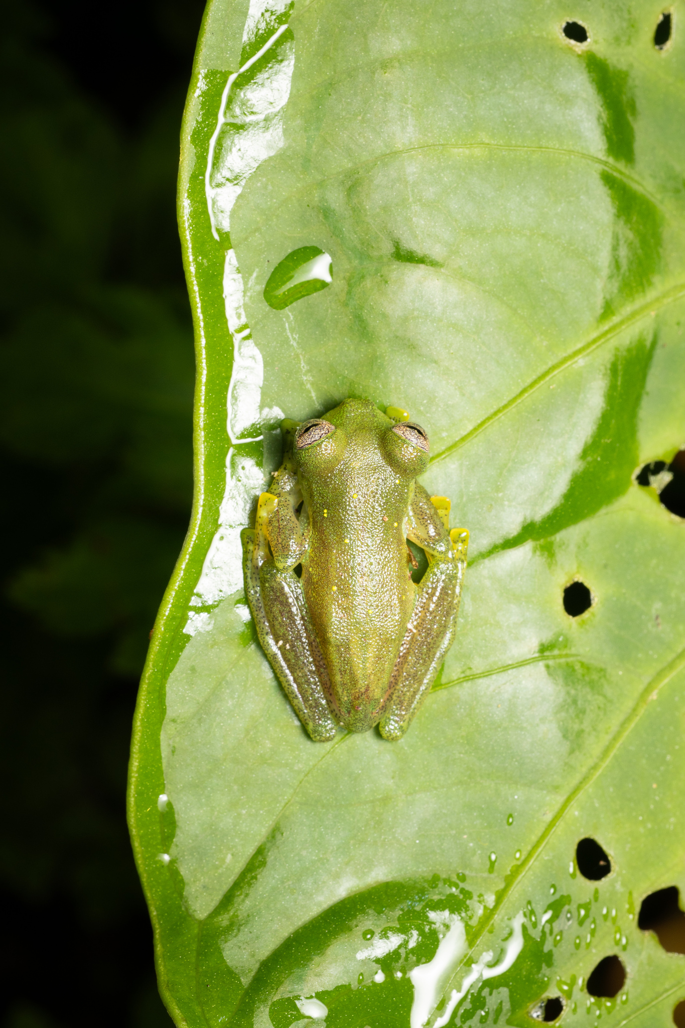 Pijaos' Glassfrog photo 4