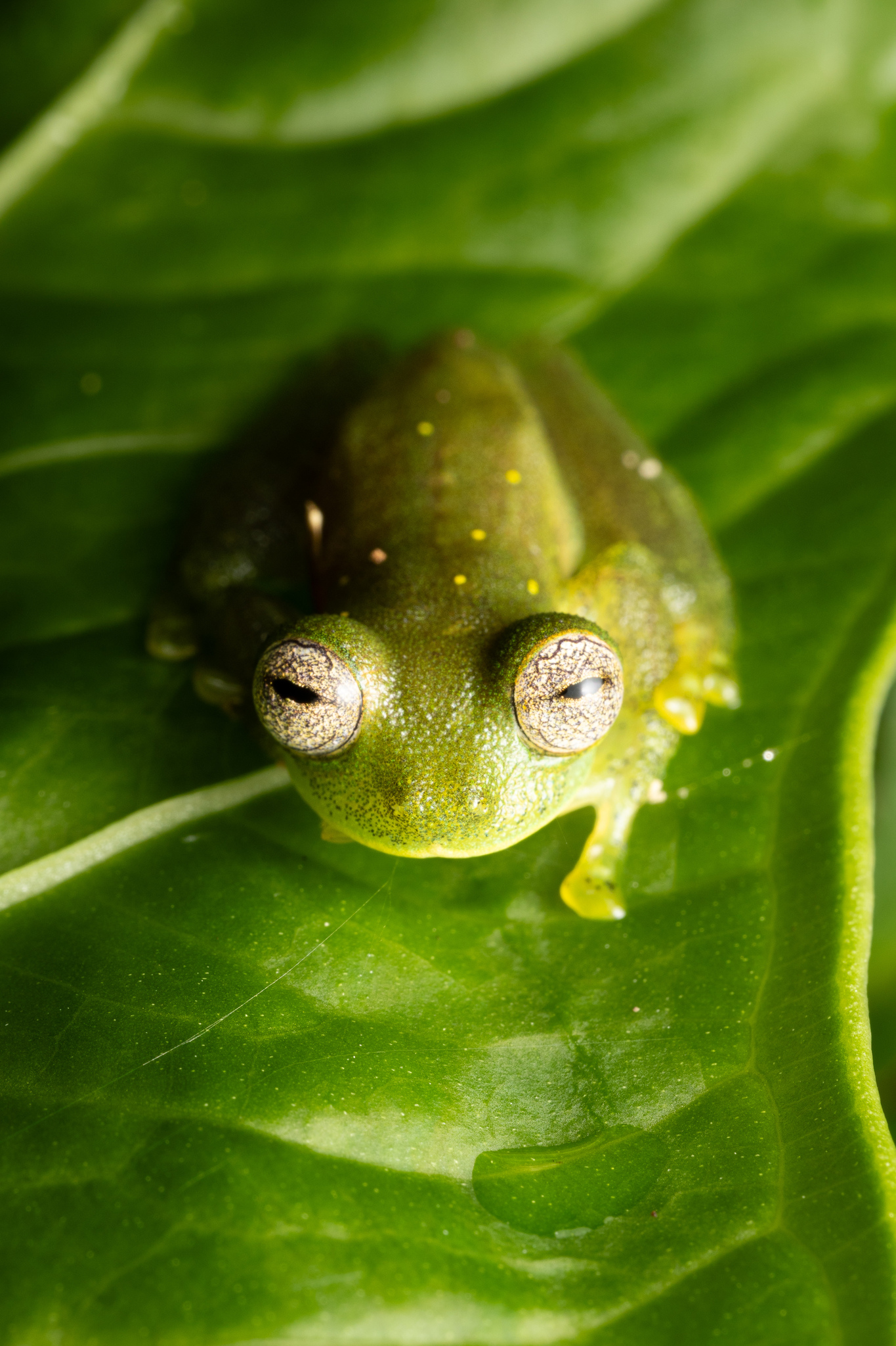 Pijaos' Glassfrog photo 6