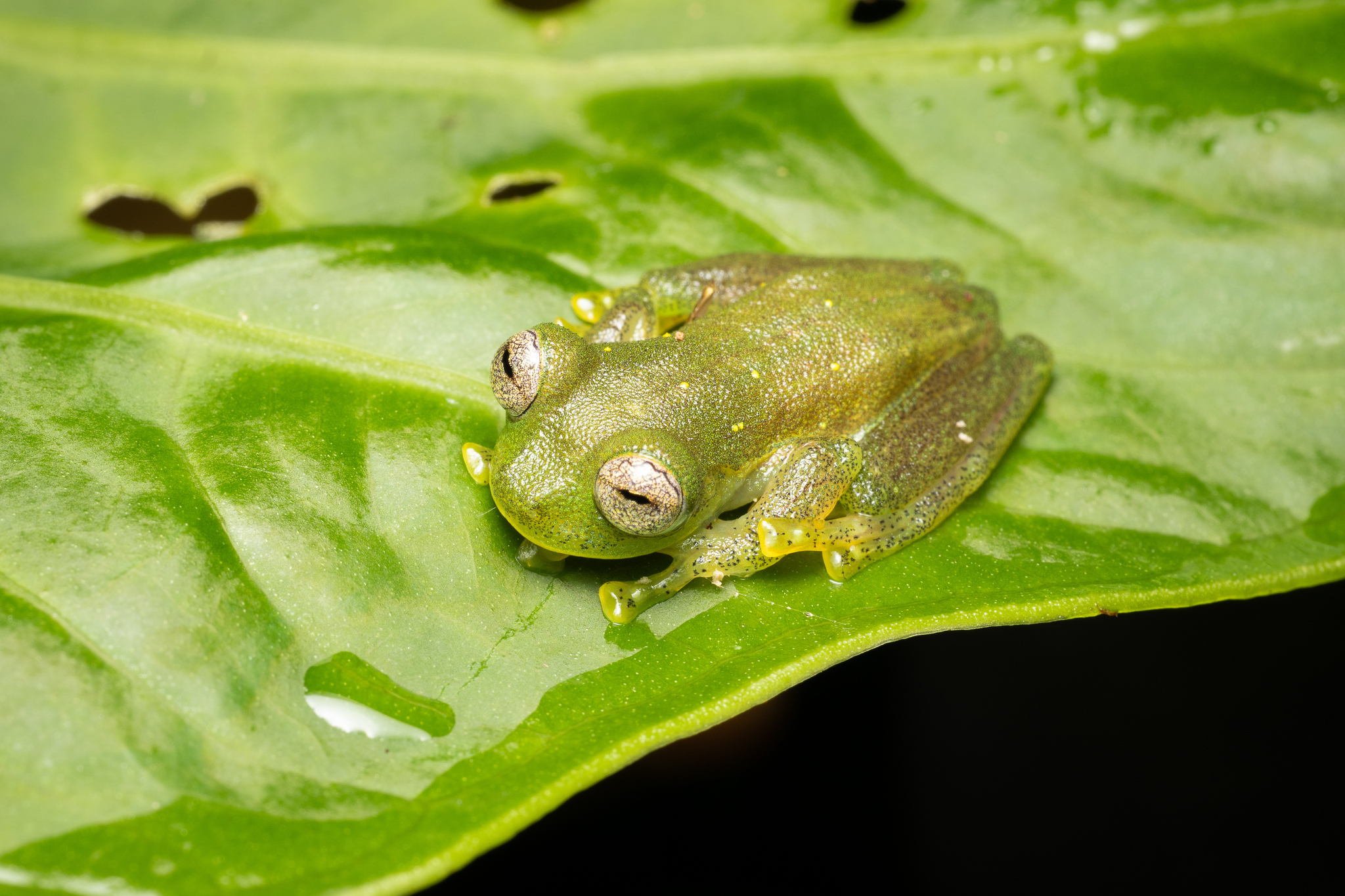 Pijaos' Glassfrog photo 5